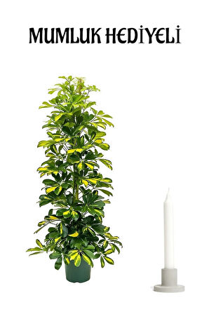 Sarı Alacalı Şeflera Bitkisi Sevgililer Gününe Özel Mumluk HEDİYELİ Salon Bitkisi