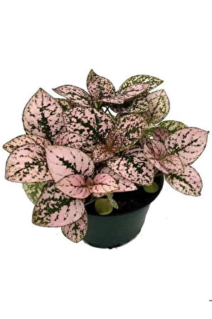 Kadınlar Günü Hediyesi Pembe Hostes(HYPOESTES) Çiçeği Mumluk Hediyeli