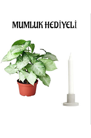 Özel Gün Hediyesi Melek Kanadı Çiçeği Sevgililer Gününe Özel Mumluk HEDİYELİ