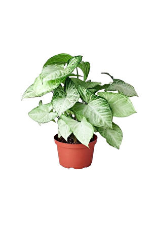 Özel Gün Hediyesi Melek Kanadı Çiçeği Sevgililer Gününe Özel Mumluk HEDİYELİ