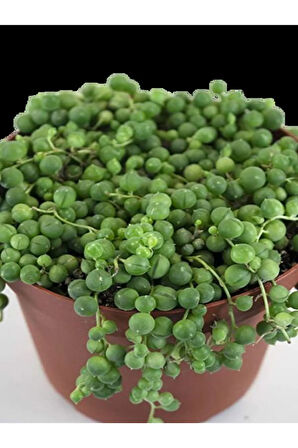 Sevgliler Gününe Özel Tespih-Boncuk Çiçeği Mumluk HEDİYELİ Ofis Bitkisi