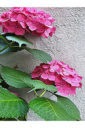 Çok Avantajlı Canlı Pembe Ortanca Çiçeği