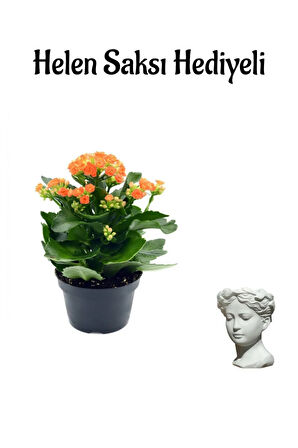 Kadınlar Gününe Özel Hediyelik Turuncu Kalanşo Çiçeği Helen Saksı Hediyeli