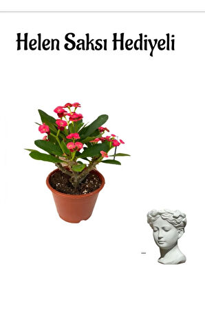Kadınlar Gününe Özel Kırmızı Renk Milii Dikenler Tacı Çiçeği Helen Saksı Hediyeli