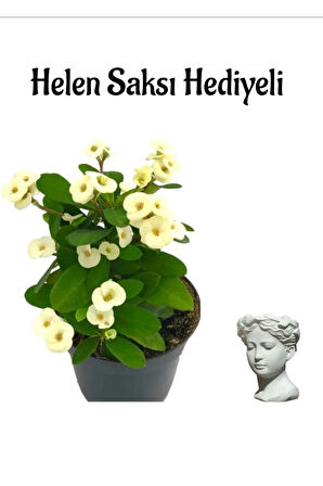 Kadınlar Gününe Özel Beyaz Renk Milii Dikenler Tacı Çiçeği Helen Saksı Hediyeli