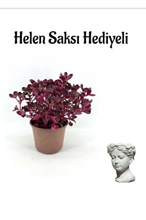 Kadınlar Gününe Özel Çingene Şalvarı Çiçeği Hele Saksı Hediyeli