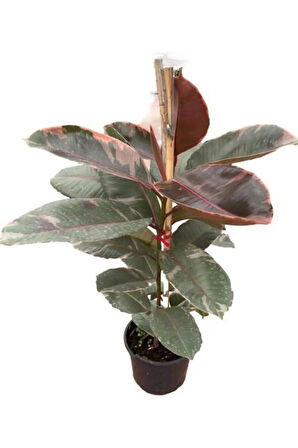 Pembe Renkli Kauçuk Bitkisi Sevgililer Gününe Özel Helen Saksı HEDİYELİ