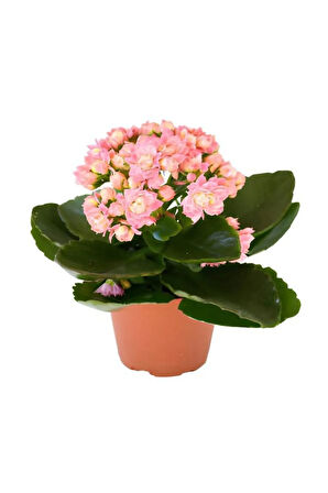 Hediyelik Açık Pembe Kalanşo(KALANCHOE) Çiçeği Öğretmenler Gününe Özel Helen Saksı Hediyeli