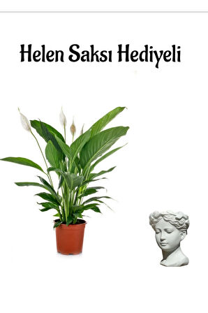 Hediyelik Zarif Beyaz Barış Çiçeği Sevgililer Gününe Özel Helen Saksı HEDİYELİ