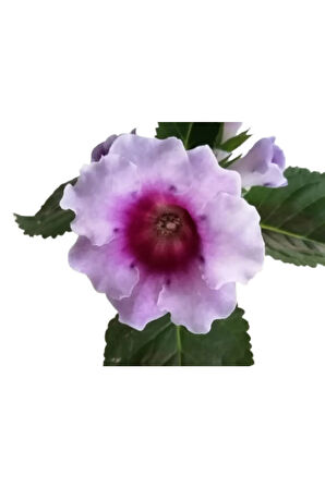 Çok Avantajlı Gloxinia - Bardak Menekşe (mor - Beyaz Çiçekli)