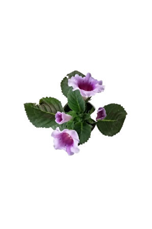 Çok Avantajlı Gloxinia - Bardak Menekşe (mor - Beyaz Çiçekli)