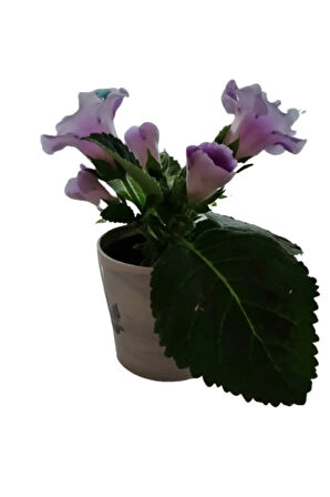 Çok Avantajlı Gloxinia - Bardak Menekşe (mor - Beyaz Çiçekli)