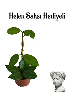 Anneler Gününe Özel Pembe Renk Mum-hoya Bitkisi Helen Saksı