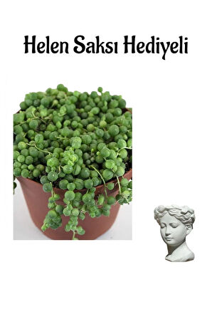 Avantajlı Sevgililer Gününe Özel Tespih-boncuk Çiçeği Bitkisi Helen Saksı