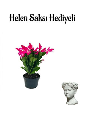 Hediyelik Pembe Yılbaşı Çiçeği Sevgililer Gününe Özel Helen Saksı HEDİYELİ