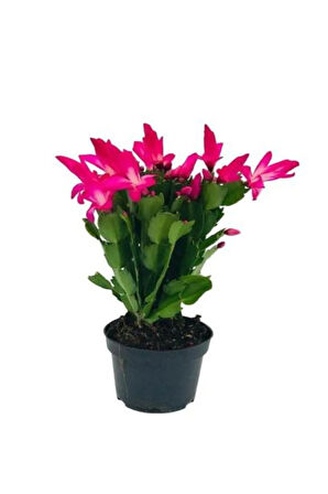 Hediyelik Pembe Yılbaşı Çiçeği Sevgililer Gününe Özel Helen Saksı HEDİYELİ