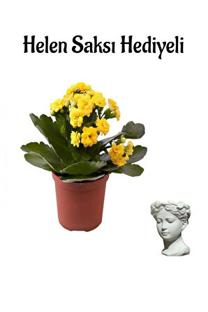 Avantajlı Sarı Renk Kalanşo(KALANCHOE) Çiçeği Sevgililer Gününe Özel Helen Saksı