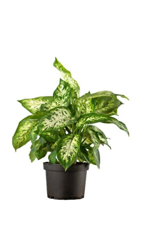 Avantajlı Difenbahya Bitkisi Sevgililer Gününe Özel Helen Saksı