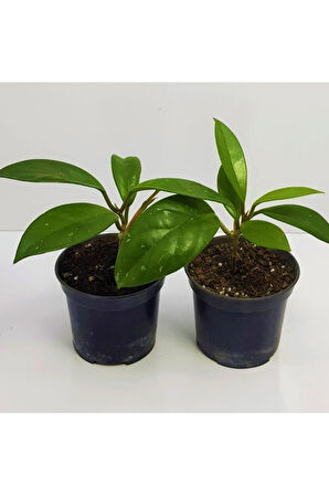 Kampanyalı Mum Çiçeği Fidesi Hoya Carnosa Kokulu 9cm Saksıda 2 Adet