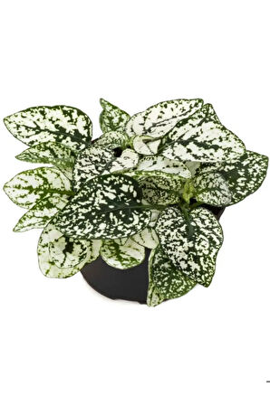 Zarif Yapraklı Beyaz Renk Hostes Çiçeği Sevgililer Gününe Özel Helen Saksı HEDİYELİ