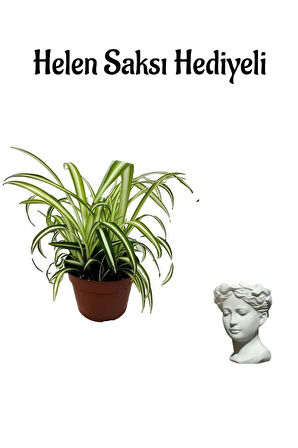 Hediyelik Kurdele Çiçeği Sevgililer Gününe Özel Helen Saksı HEDİYELİ