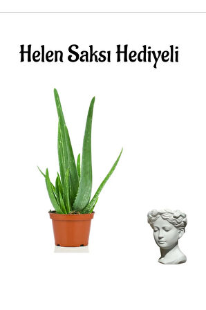 Dolgun Formlu Aleo Vera Bitkisi Sevgililer Gününe Özel Helen Saksı HEDİYELİ