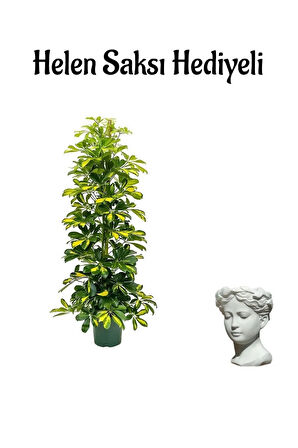 Sevgiller Gününe Özel Parlak Sarı Yapraklı Şeflera Bitkisi Helen Saksı HEDİYELİ