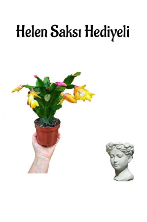 Hediyelik Sarı Renk Yılbaşı Çiçeği Sevgililer Gününe Özel Helen Saksı HEDİYELİ