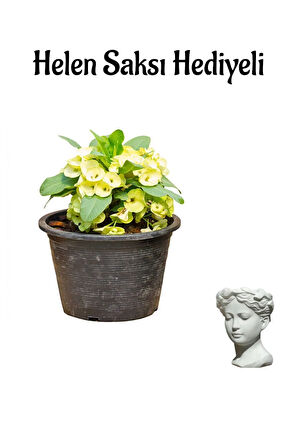 Anneler Gününe Özel Sarı Renk Milii Dikenler Tacı Çiçeği Helen Saksı Hediyeli