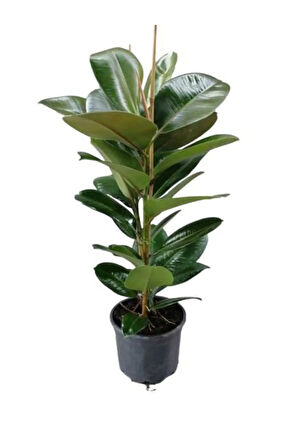 Anneler Gününe Özel Parlak Yapraklı Kauçuk Bitkisi Helen Saksı Hediyeli