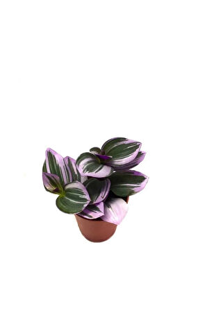 Çok Avantajlı Serada Decor&plant Mor Telgraf Çiçeği Nanouk Zebrina Sukulent 5,5 Cm 1.kalite