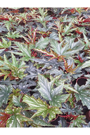 Videolu Çınar Çilli Begonya Çiçeği 1 ADET Saksılı/ Tüplü 15-30Cm İç Mekan Mekan Bitkisi (Begonia)