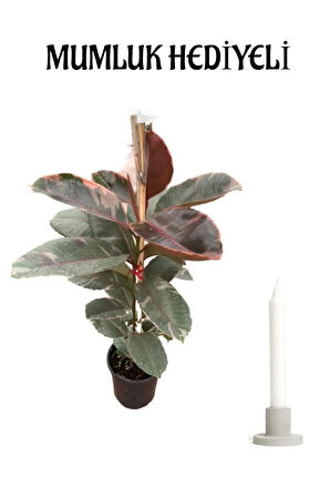 Pembe Kauçuk Bitkisi Sevgililer Gününe Özel Mumluk HEDİYELİ Salon Ofis Bitkisi