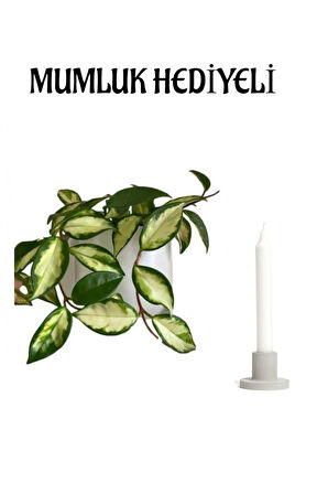 Kadınlar Gününe Özel Pembe Renk Hoya- Mum Çiçeği Mumluk Hediyeli