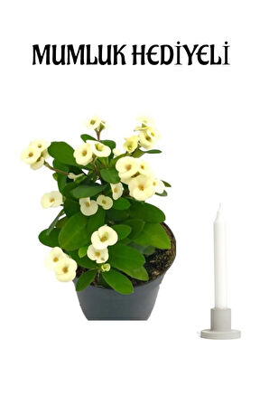 Avantajlı Beyaz Milli Dikenler Tacı Çiçeği Sevgililer Gününe Özel Mumluk Bitki