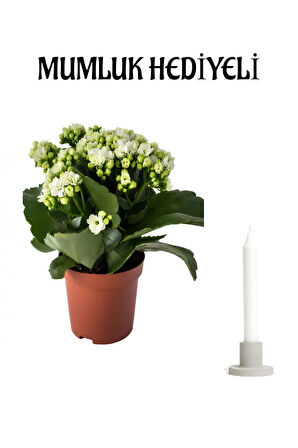 Avantajlı Beyaz Kalanşo (KALANCHOE) Çiçeği Mumluk Sevgililer Günü Hediyesi