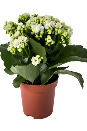 Avantajlı Beyaz Kalanşo (KALANCHOE) Çiçeği Mumluk Sevgililer Günü Hediyesi