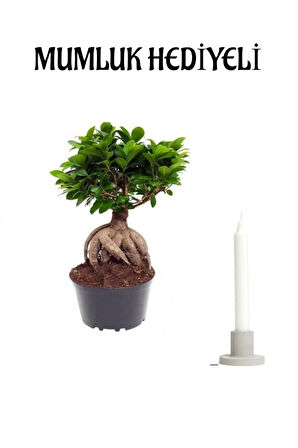 Hediyelik Bonsai Bitkisi Sevgililer Gününe Özel Mumluk HEDİYELİ