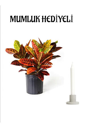 Renkli Yapraklı Kraton(Croton) Çiçeği Sevgililer Gününe Özel Mumluk HEDİYELİ