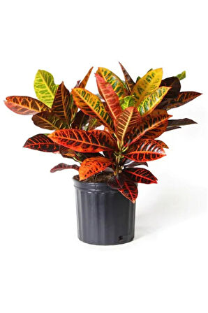 Renkli Yapraklı Kraton(Croton) Çiçeği Sevgililer Gününe Özel Mumluk HEDİYELİ