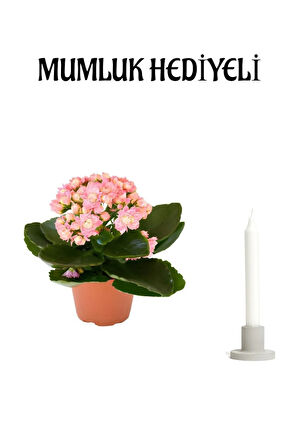 Kadınlar Günü Hediyesi Açık Pembe Kalanşo(KALANCHOE) Çiçeği Mumluk Hediyeli Çiçek