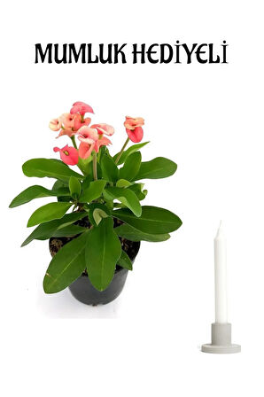 Pembe Renk Milli Dikenler Tacı(Euphorbia) Çiçeği Sevgililer Gününe Özel Mumluk HEDİYELİ