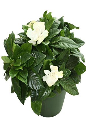 Kokulu Gardenya Çiçeği Sevgililer Gününe Özel Mumluk HEDİYELİ Salon Çiçeği