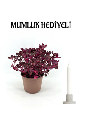 Anneler Gününe Özel Çingene Şalvarı Çiçeği (İRESİNE HERBTİS) Mumluk Hediyeli Çiçek