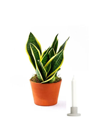 Muhteşem Görünümlü Kılıç Çiçeği Mumluk HEDİYELİ