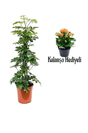 Videolu Yeşil Yaprak Şeflera Çiçeği(80-100Cm) 1 ADET Saksılı Turuncu Kalanşo Hediyeli İç Mekan Bitki