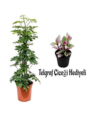 Videolu Yeşil Şeflera Bitkisi(80-100Cm) Telgraf Çiçeği Hediyeli 1 ADET Saksılı İç Mekan Ev Bitkisi