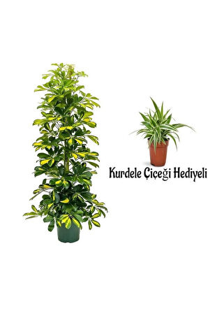 Videolu Alacalı Şeflera Bitkisi(80-120Cm) 1 ADET Saksılı Kurdele Çiçeği Hediyeli İç Mekan Bitkisi