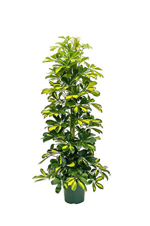 Videolu Alacalı Şeflera Bitkisi(80-120Cm) 1 ADET Saksılı Kurdele Çiçeği Hediyeli İç Mekan Bitkisi