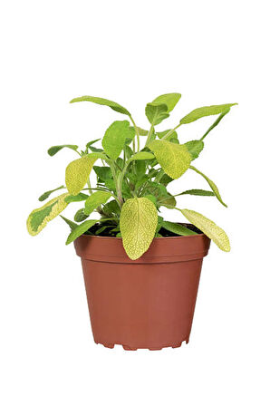 Videolu Mutfak Bitki Seti Adaçayı-Biberiye-Kekik (10-20Cm) 3 ADET Saksılı/ Tüplü Aromatik Bitki Seti